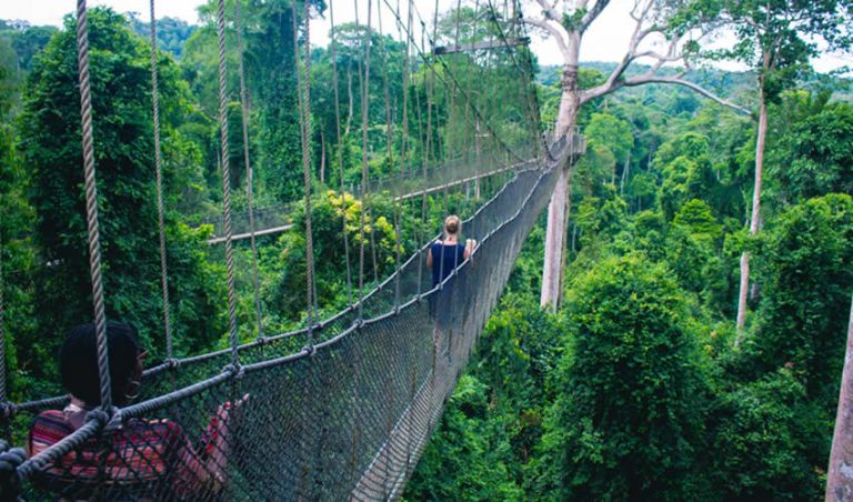 Days Nyungwe Forest National Park Tour Rwanda Primate Tracking