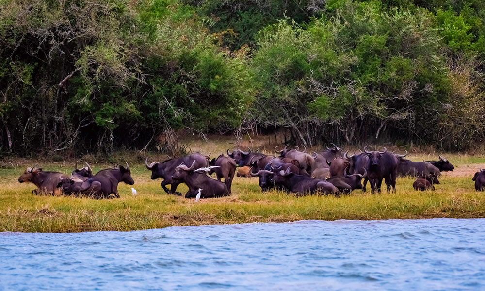 buffaloes by the shores of Lake Ihema