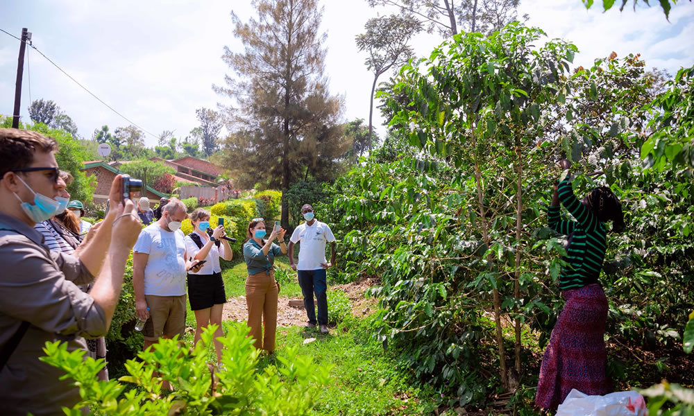 Coffee Plantation Tours In Rwanda