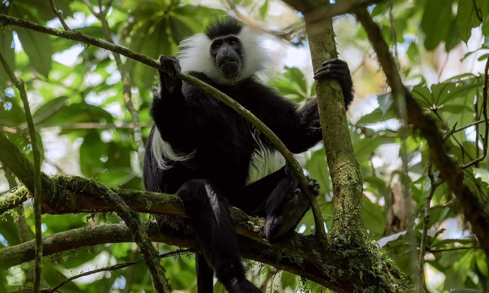 Colobus Monkey Tracking in Nyungwe Forest