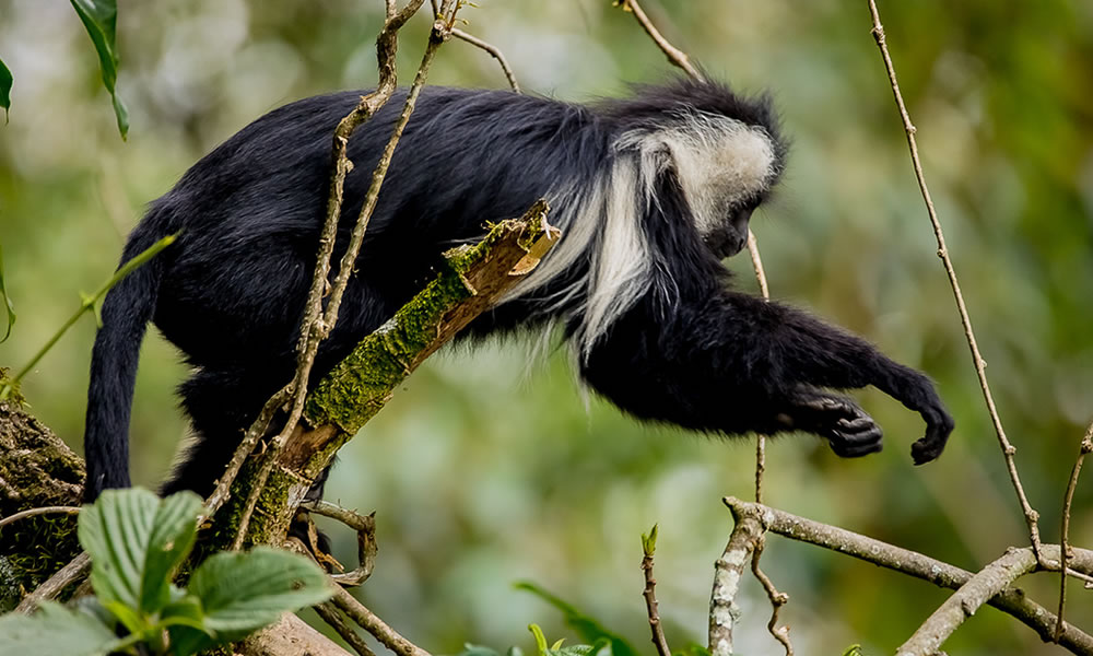 Colobus Monkeys