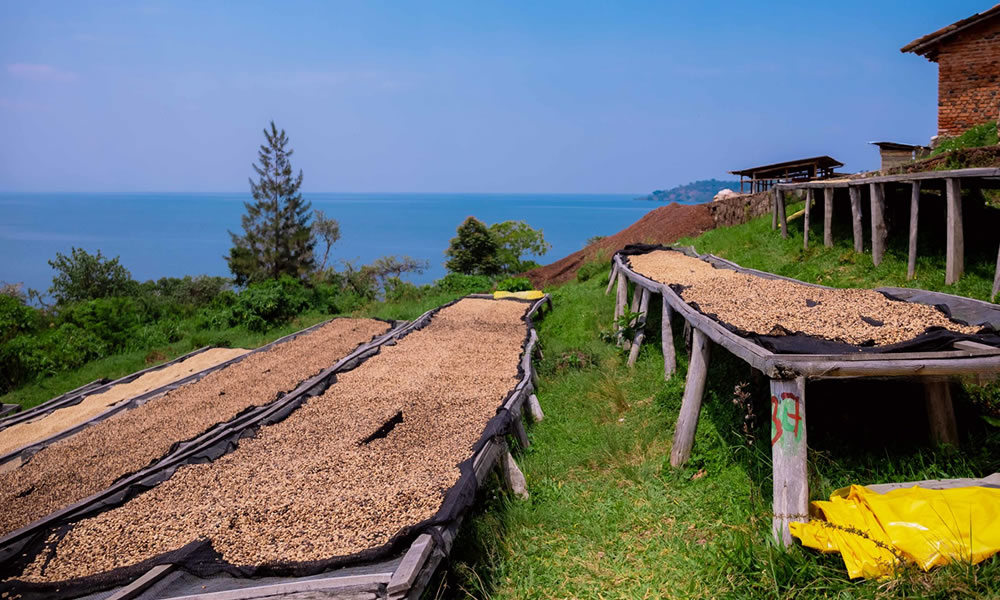 Drying Coffee Beans