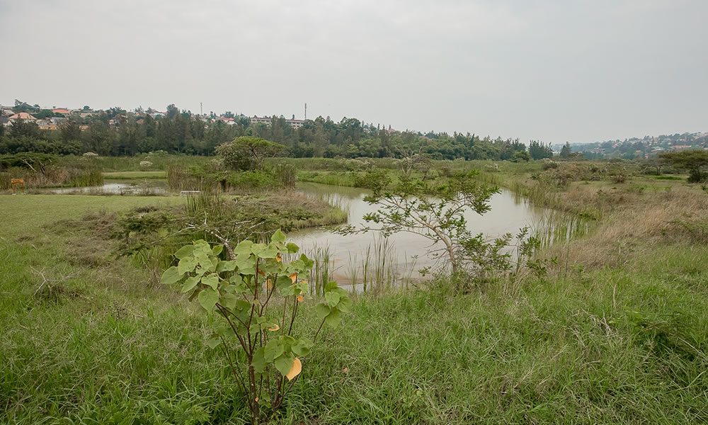 Visiting the Nyandungu Urban Wetland Eco-Tourism Park.