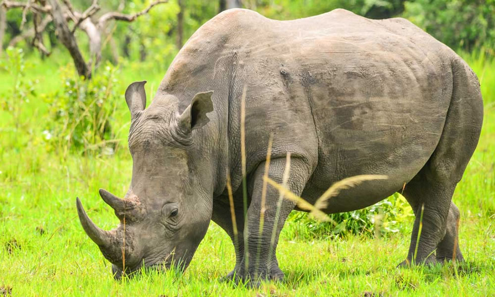 Rhino Tracking