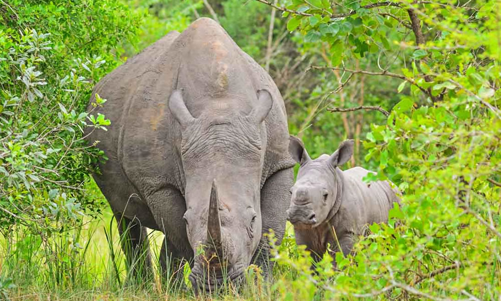 White Rhino Tracking in Akagera National Park