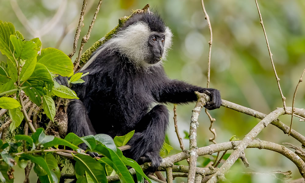 Colobus Monkey Tracking In Nyungwe Forest