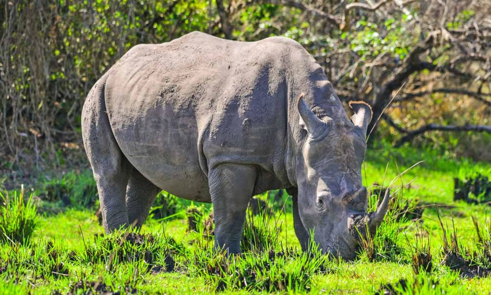 White Rhino Tracking In Akagera National Park