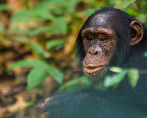 4 Days Congo Primate Tracking Safari
