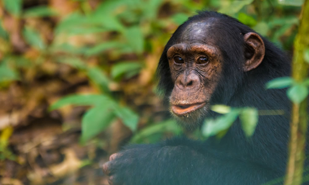 4 Days Congo Primate Tracking Safari