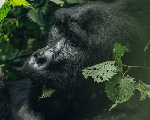 6 Days Gorilla Tracking Tour in Congo