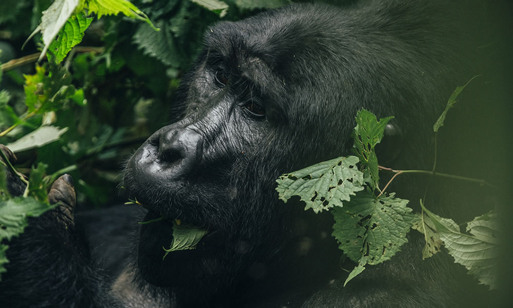 6 Days Gorilla Tracking Tour in Congo