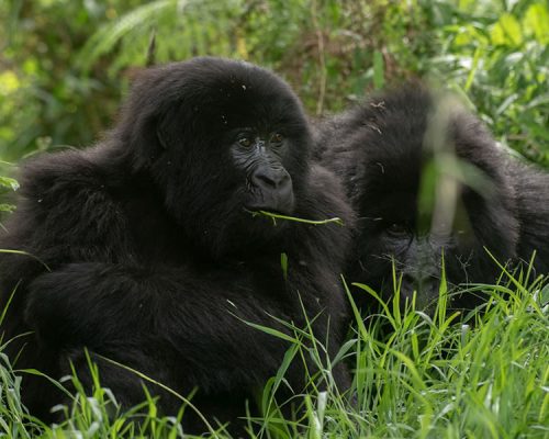 3 Days Lowland Gorilla Trekking in DRC