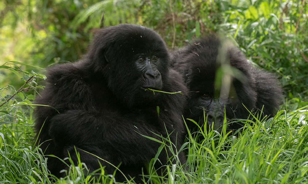 3 Days Lowland Gorilla Trekking in DRC