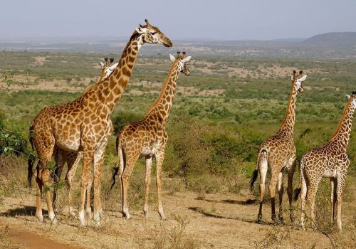 10 Days Kenya Wildlife Safari Adventure