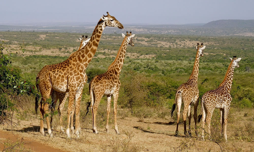 10 Days Kenya Wildlife Safari Adventure