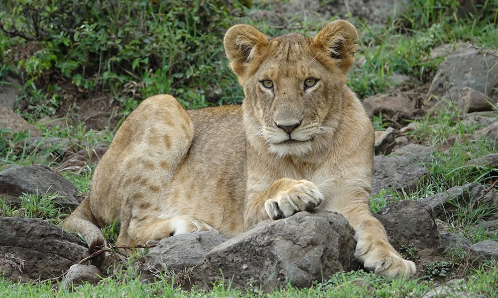 7 Days Amboseli National Park Tour