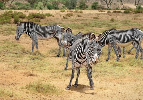 9 Days Wildlife Safari Tour in Kenya