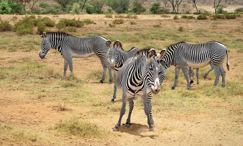 9 Days Wildlife Safari Tour in Kenya