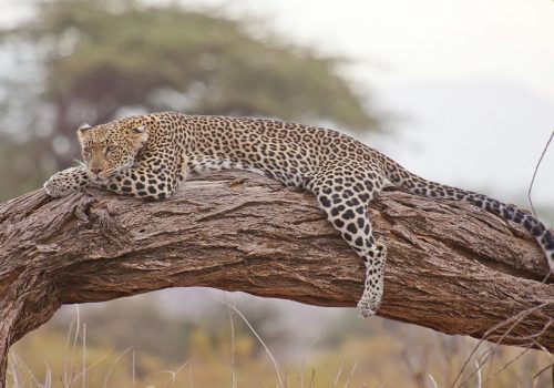 10 Days Best of Kenya Safari Tour