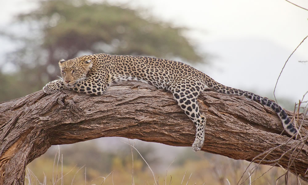 10 Days Best of Kenya Safari Tour