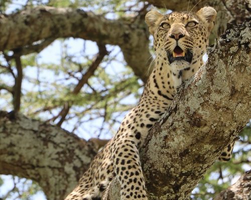 7 Days Epic Wildlife Adventure in Tanzania