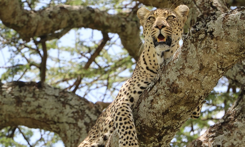 7 Days Epic Wildlife Adventure in Tanzania