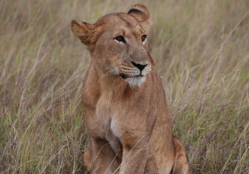 8 Days Exploring Kenya Wildlife Safari