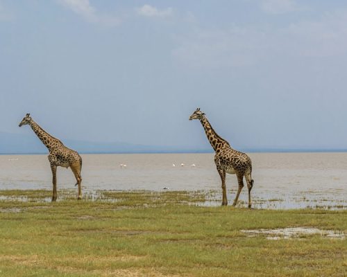 3 Days Lake Manyara Tanzania Wildlife Safari