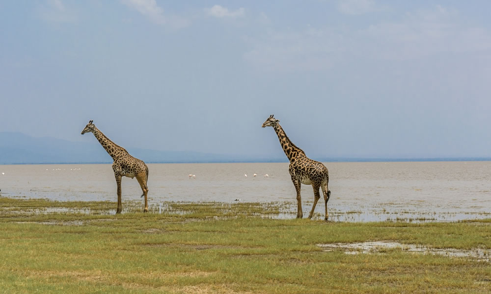 3 Days Lake Manyara Tanzania Wildlife Safari