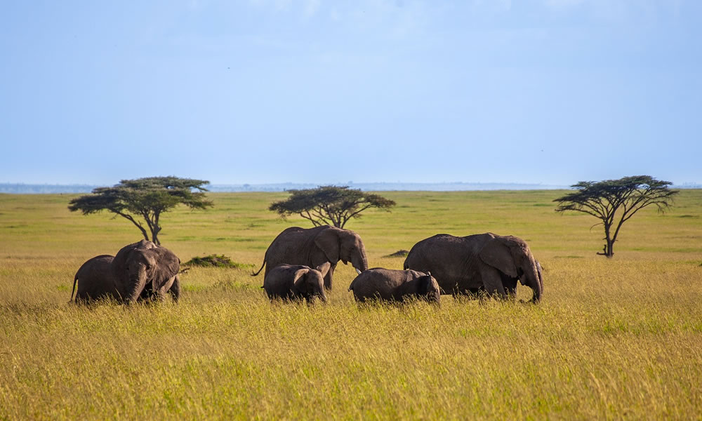 3 Days Masai Mara Wildlife Safari