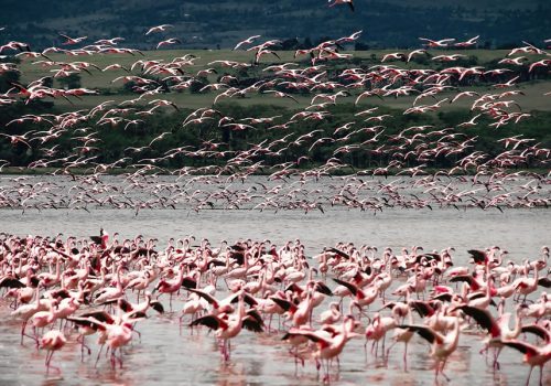 5 Days Masai Mara and Lake Nakuru Tour