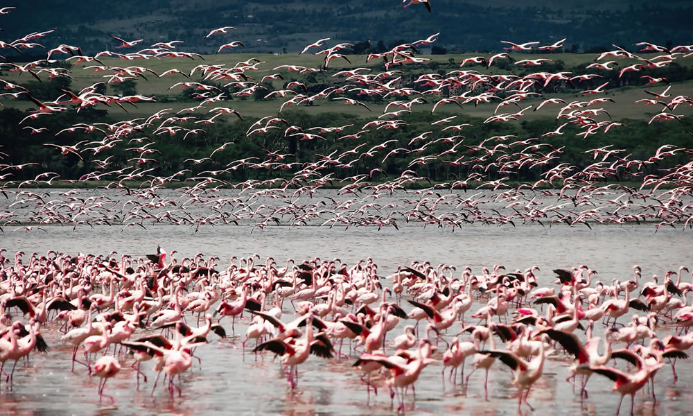 5 Days Masai Mara and Lake Nakuru Tour