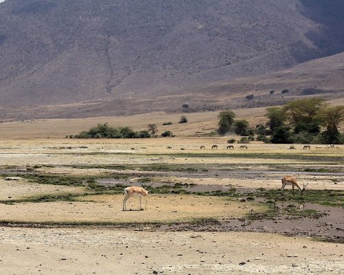 10 Days Tanzania Wildlife Tour to Ngorongoro