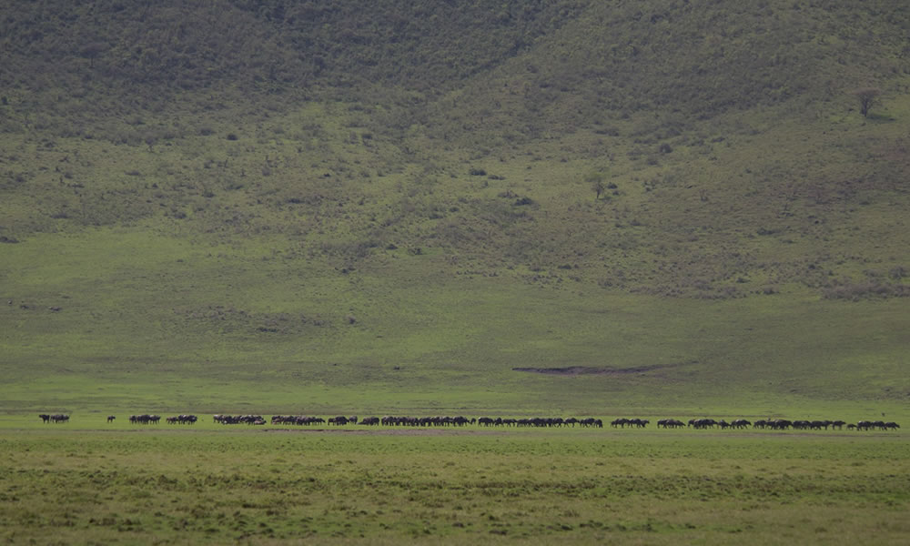 4 Days Safari to Lake Manyara and Ngorongoro