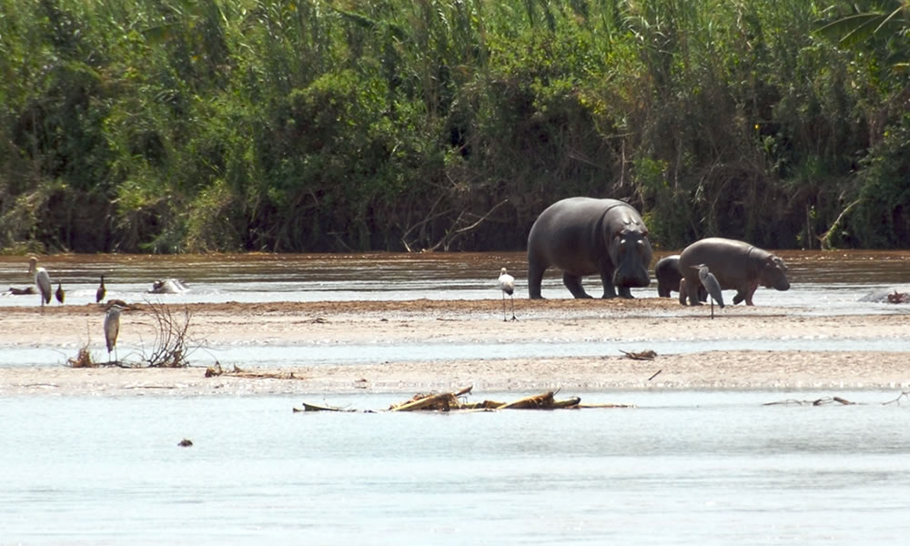 6 Days Burundi Primate Trekking Tour