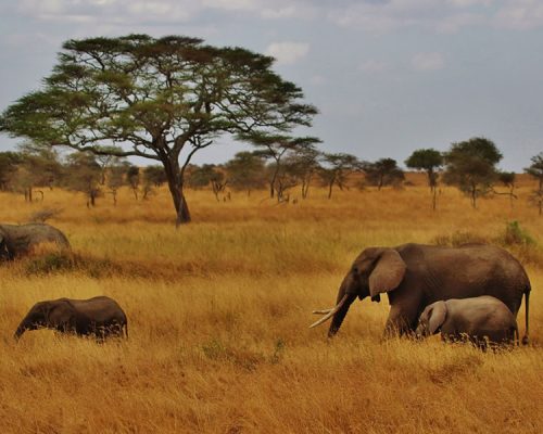 3 Days Serengeti National Park Wildlife Safari