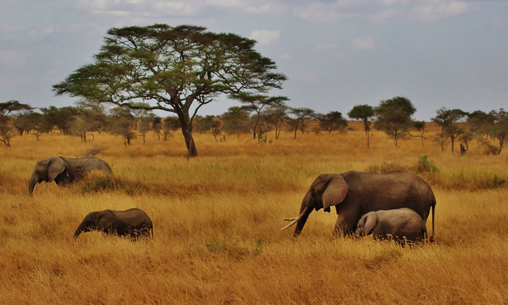 3 Days Serengeti National Park Wildlife Safari