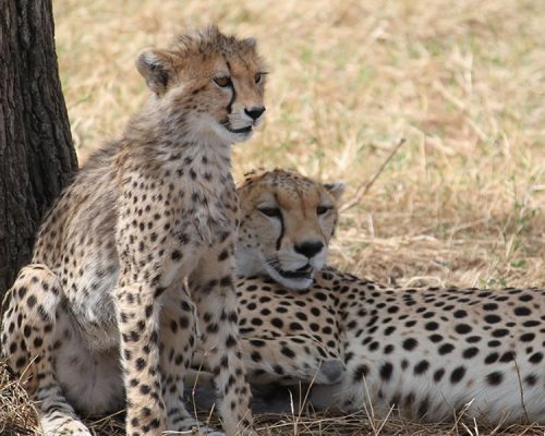 6 Days Tanzania Wildlife Safari Adventure