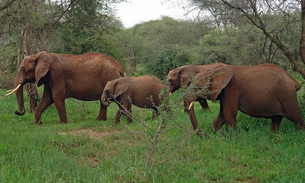 2 Days Tanzania Tour to Mikumi National Park