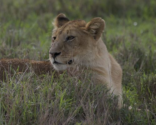 8 Days Classic Wildlife Safari in Tanzania