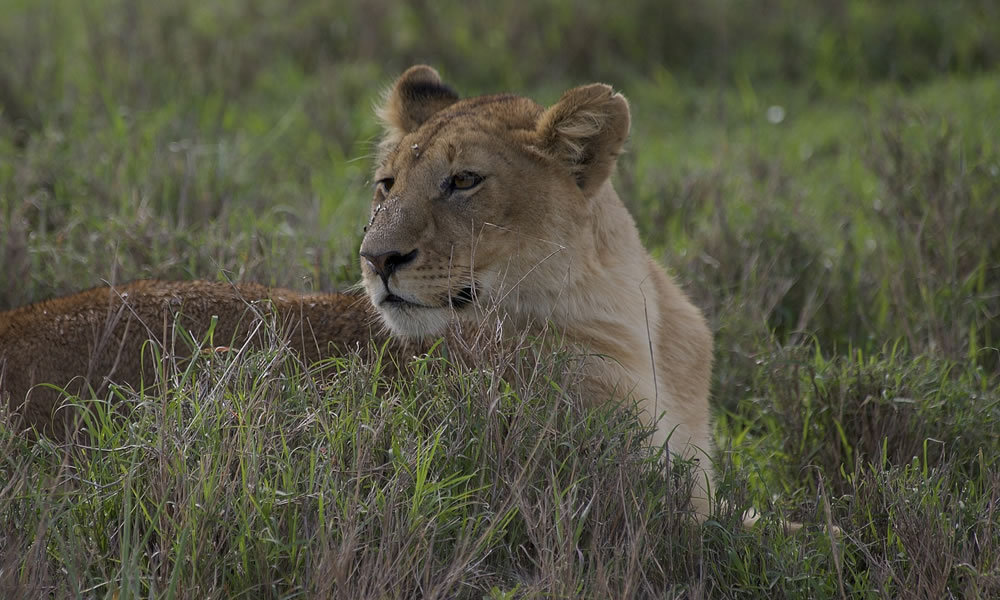 8 Days Classic Wildlife Safari in Tanzania