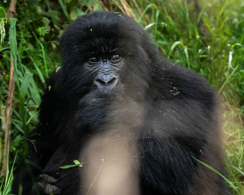 7 Days Wildlife Safari Adventure in Congo