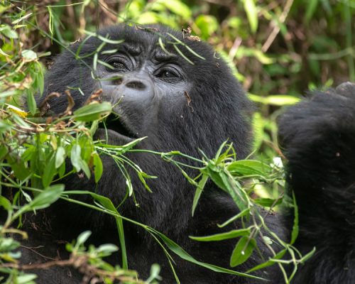 2 Days Congo Tour to Virunga National Park