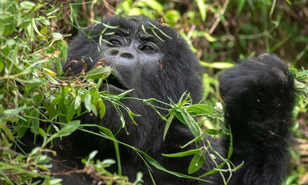 2 Days Congo Tour to Virunga National Park