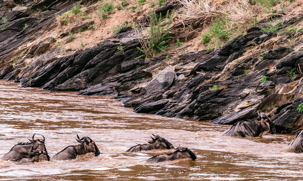 4 Days Masai Mara Wildebeest Migration Tour