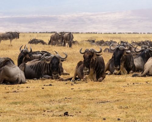 8 Days Tanzania Wildlife Safari Tour