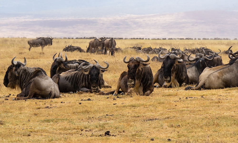 8 Days Tanzania Wildlife Safari Tour