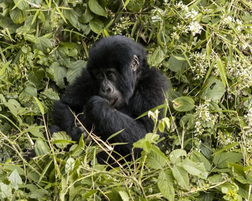 7 Days Wildlife Safari Tour in Rwanda