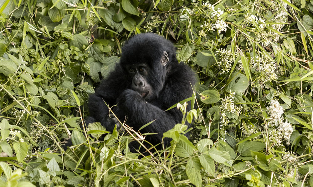 7 Days Wildlife Safari Tour in Rwanda