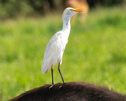 10 Days Uganda Birding Safari